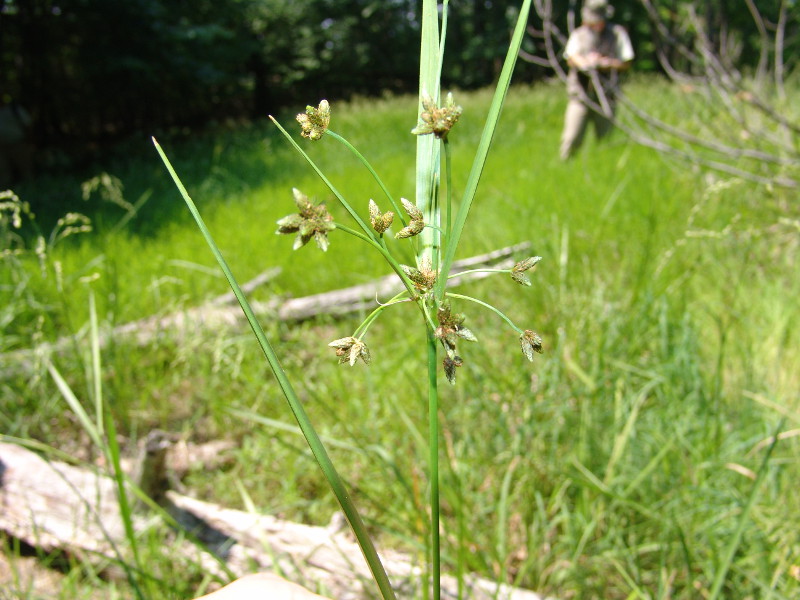 Northeastern bulrush (Scirpus ancistrochaetus) Northeastern bulrush (Scirpus ancistrochaetus) Credit: Sally Ray
